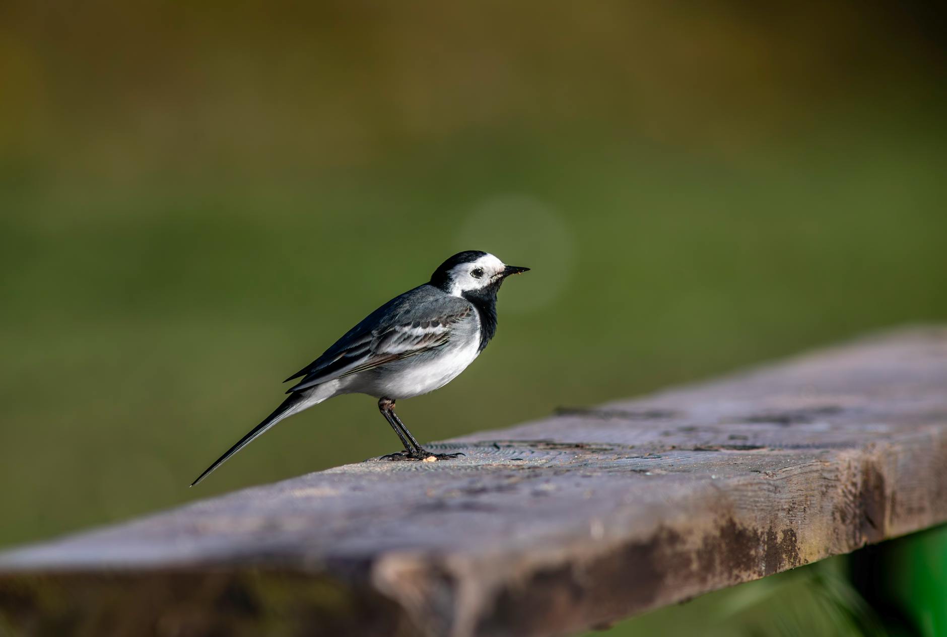 Panorama Giżycka z jeziorem Niegocin i Twierdzą Boyen w tle